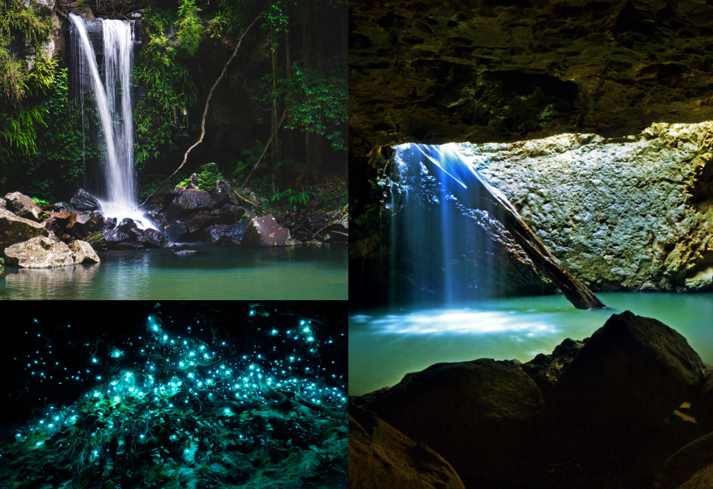 SPRINGBROOK & TAMBORINE RAINFOREST GLOW WORM TOUR - National College of ...